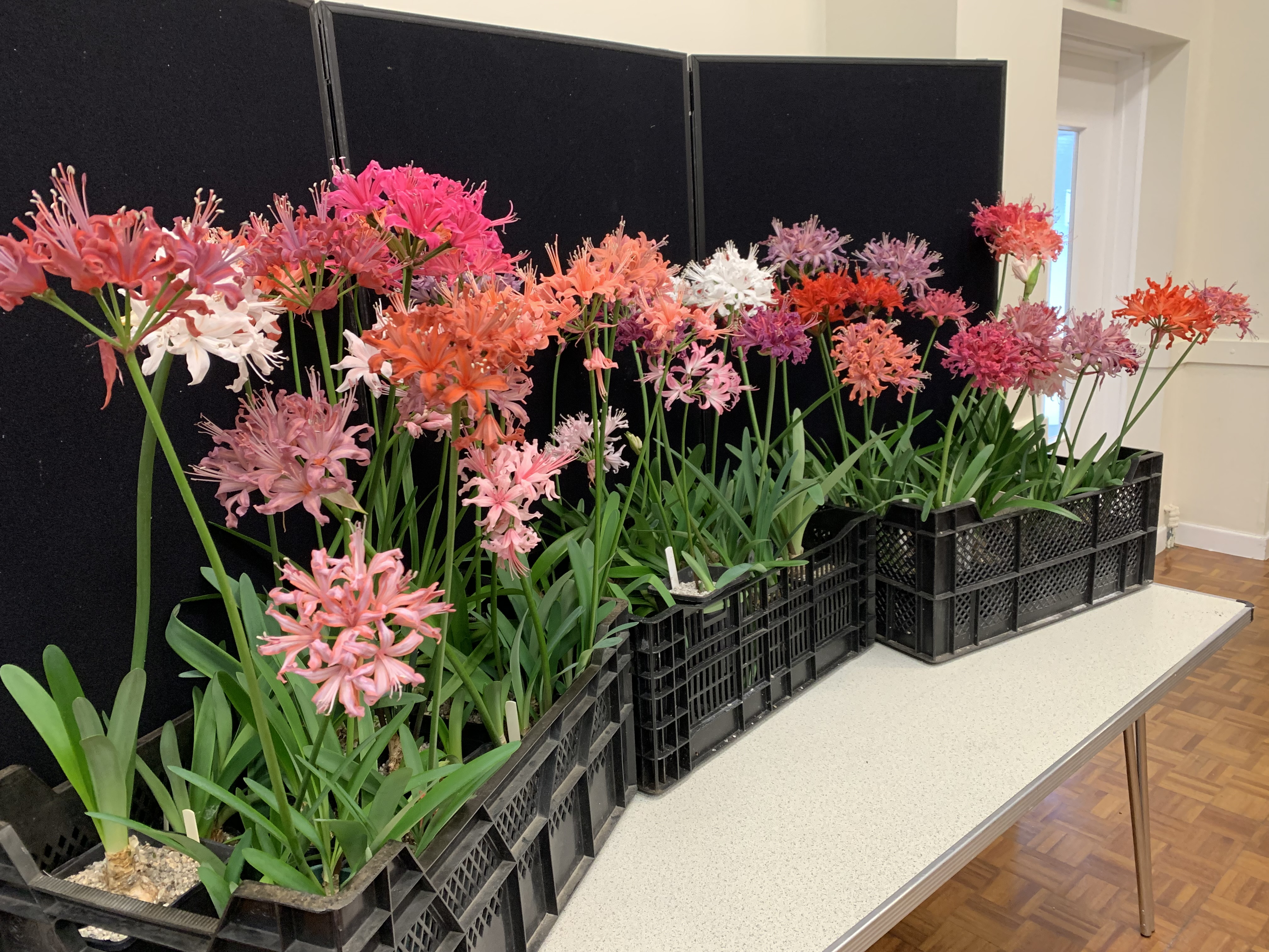 Nerine Sarniensis display brought ...