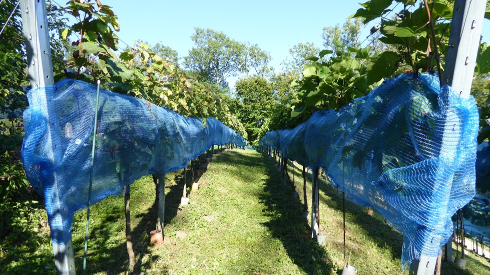 2017_08_29  Die Netze sind angebracht