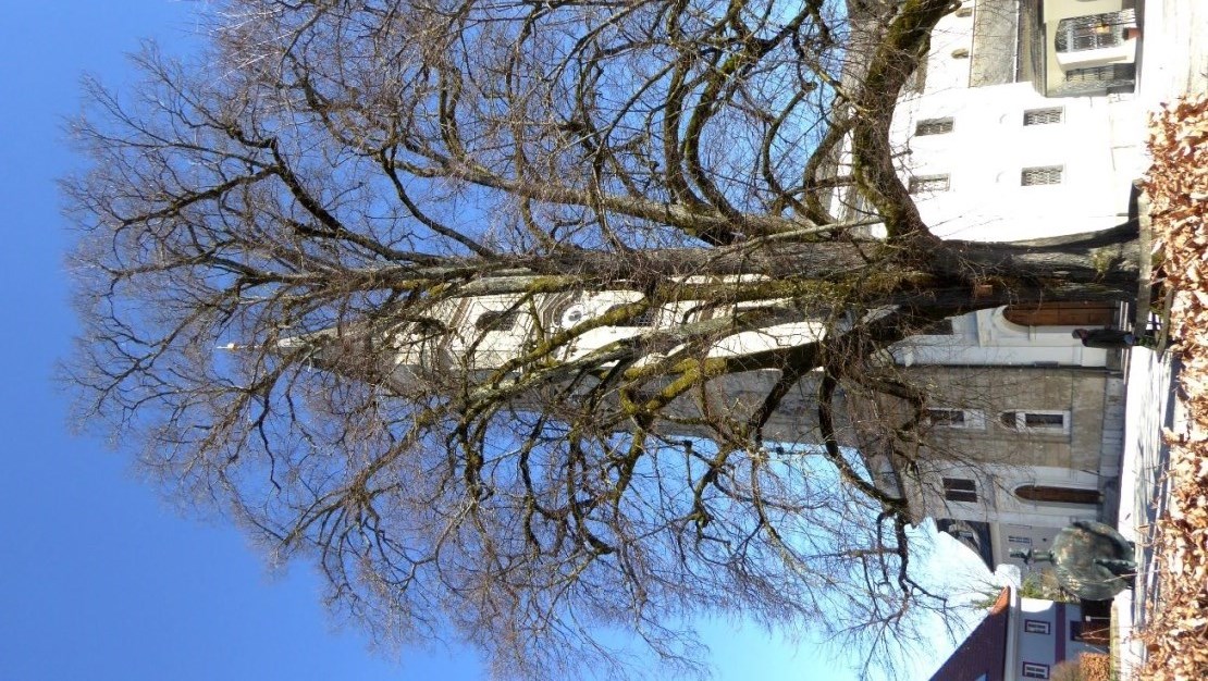 Der "Goliath" des Flachgaus