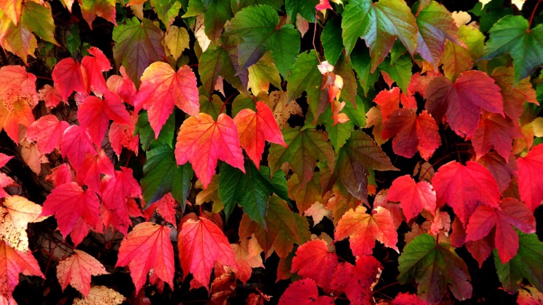 Herbstliches Weinlaub