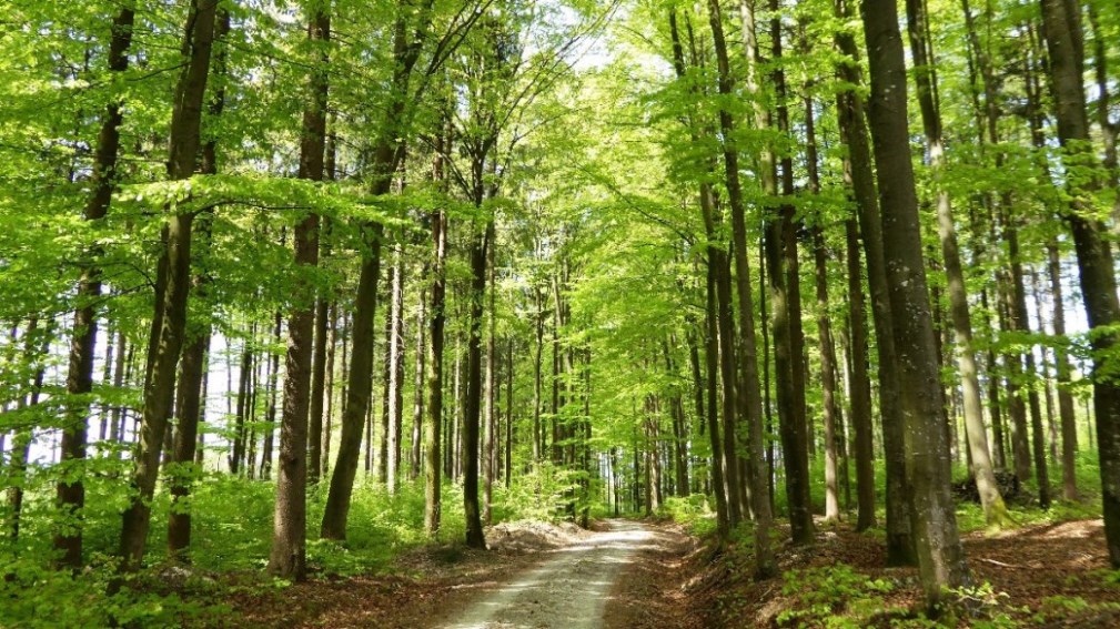 Abwärts unter dem grünen Blätterdach