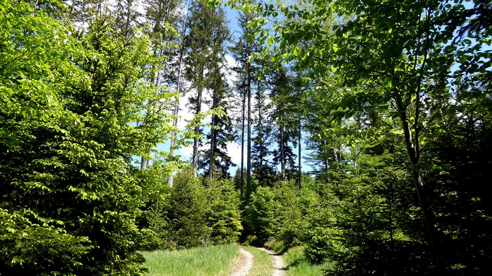 Weg in Richtung Schimmerljuden