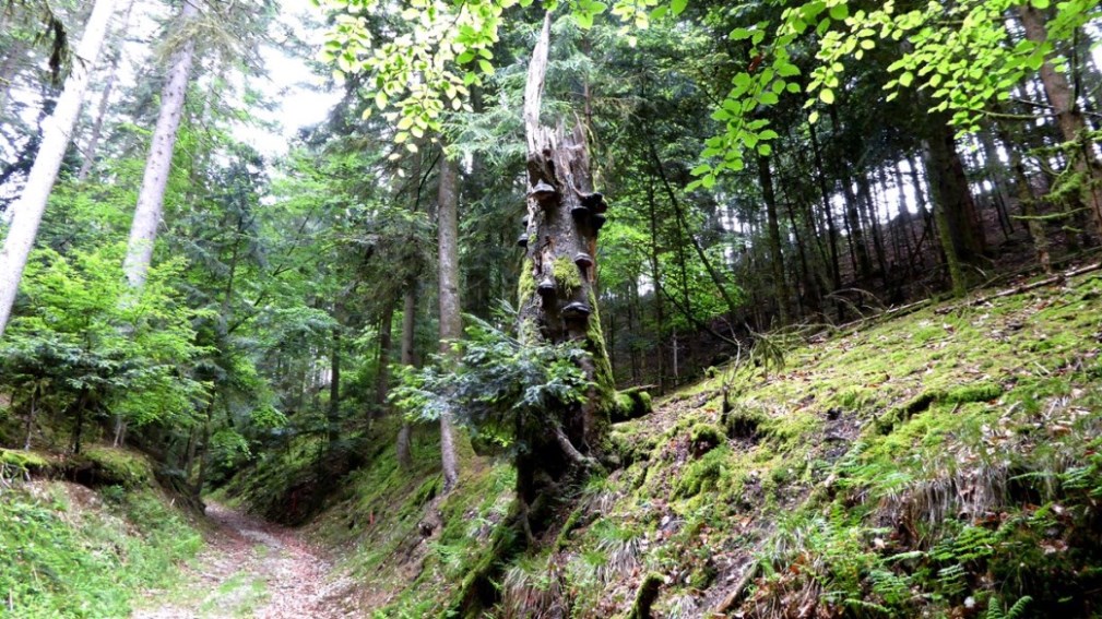 13. Mai 2020   Siedelberg-Pfaffstätt    Suche nach keltischen Hügelgräbern