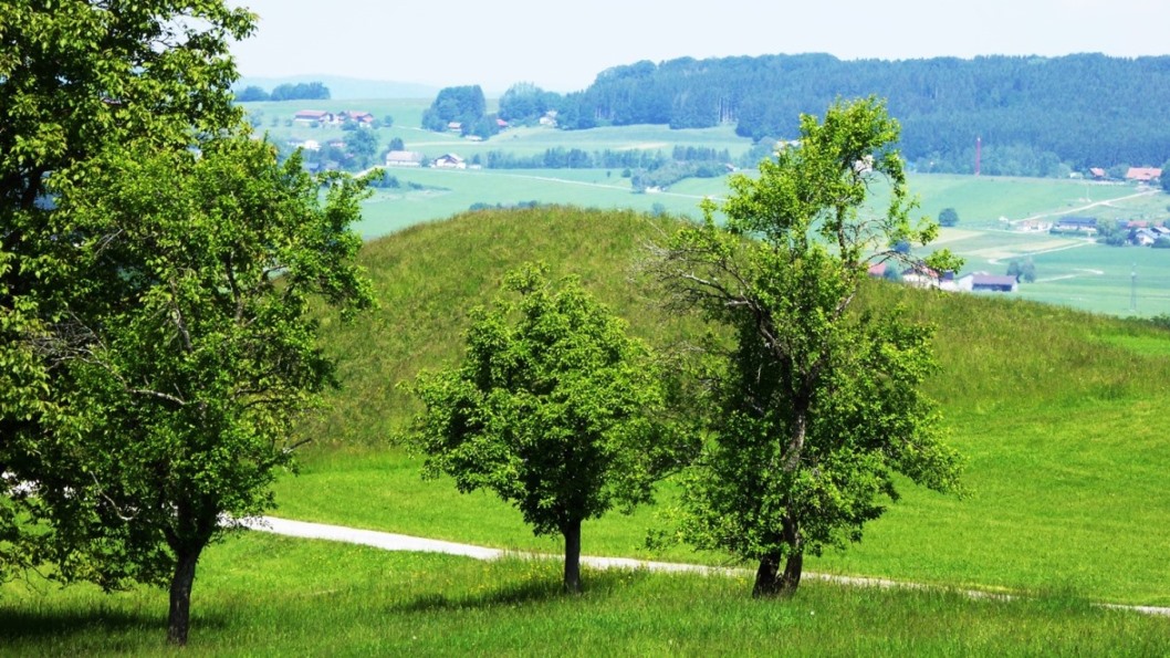 Verdächtiger Erdhügel (Tumulus ?) am Wegrand