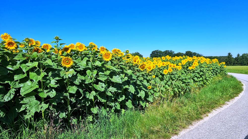 Sonnenblumen vor St. Florian
