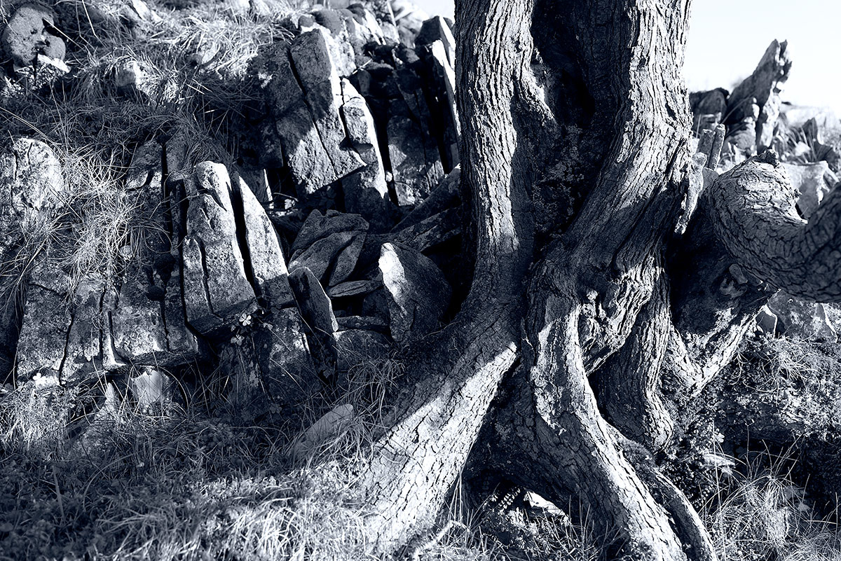 fine art black and white photograph by Mark Lloyd Williams of tree roots growing onto rocks
