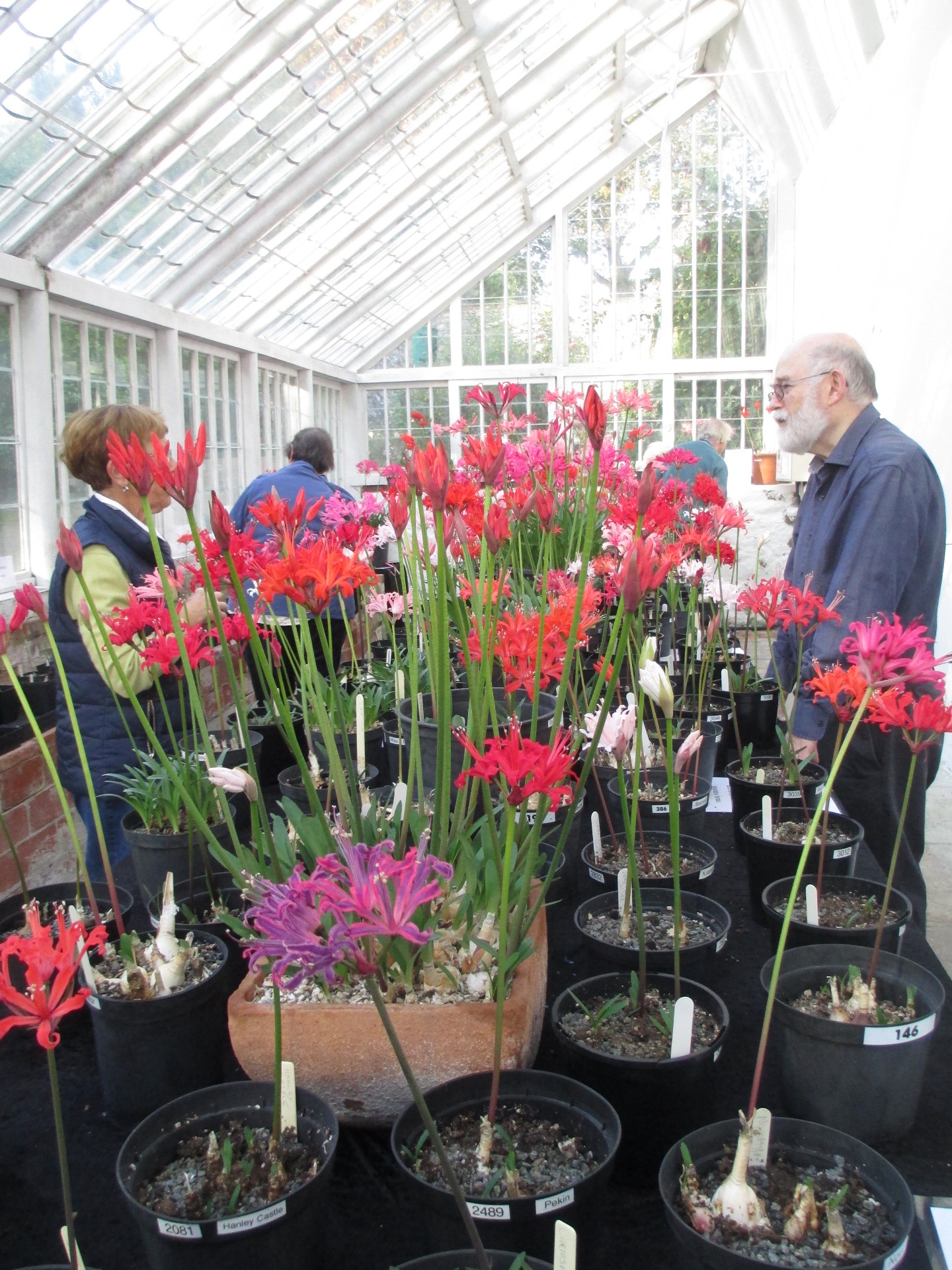 Beautiful display in the upper greenhouse at Lower Candie Garden. On the right is Andrew Lanoe, member of the Guernsey Plant Heritage Group and NAAS committee member.