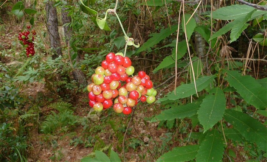 Seltsame bunte Früchte