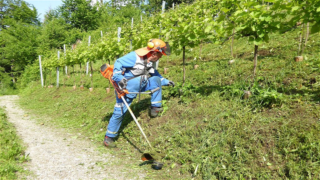 Hans prüft die Rasenhöhe