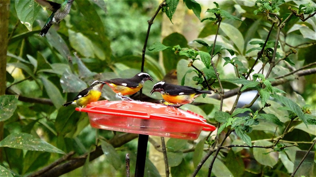 Wenn die Glocke geläutet wird, kommen die Vögel zur Fütterug !