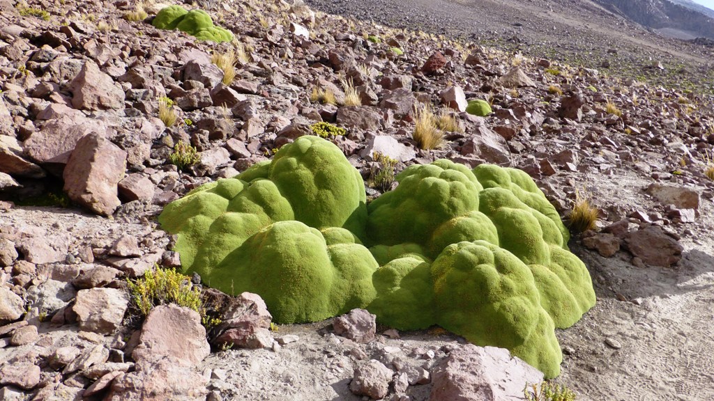 Seltsame Pflanzen - das moosartige Ichü