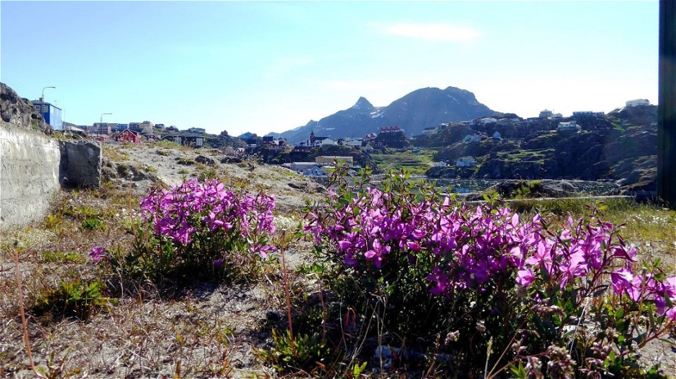 Arktische Weideröschen