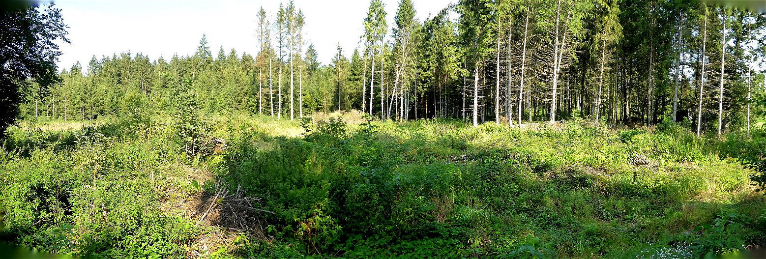 28. August 2019 Grabungsstelle. Die Waldbäume wurden gerodet -hohes Gras und Sträucher überwuchern die Tumuli !