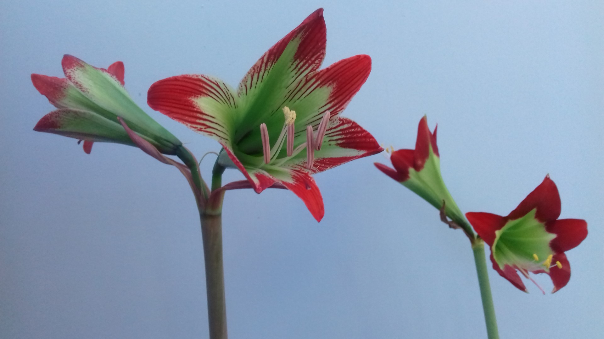 10. H. psittacinum (H. mandonii behind) may23