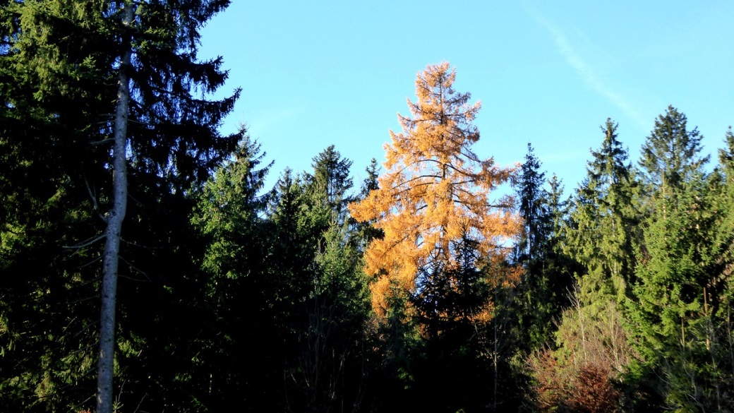 Lärche im Herbstkleid