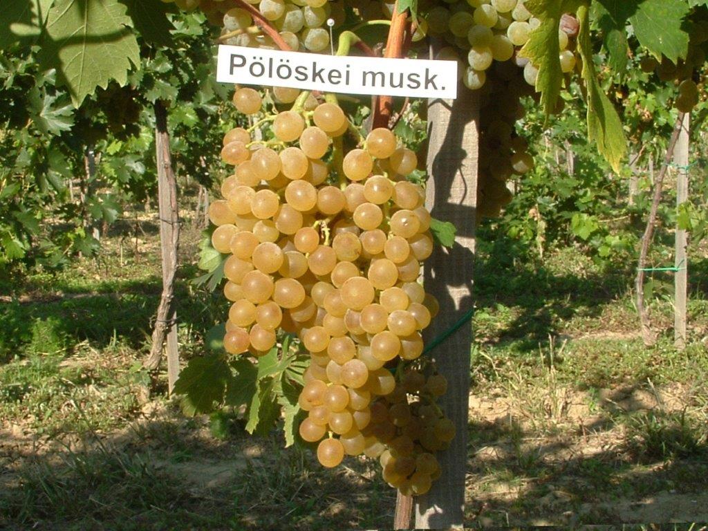 Polosky Muscat