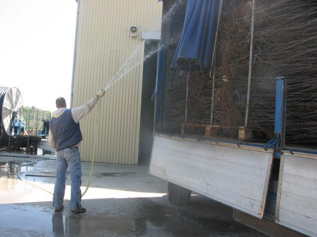 Še dodatno vlaženje, da se sadike med prevozom ne izsušijo.