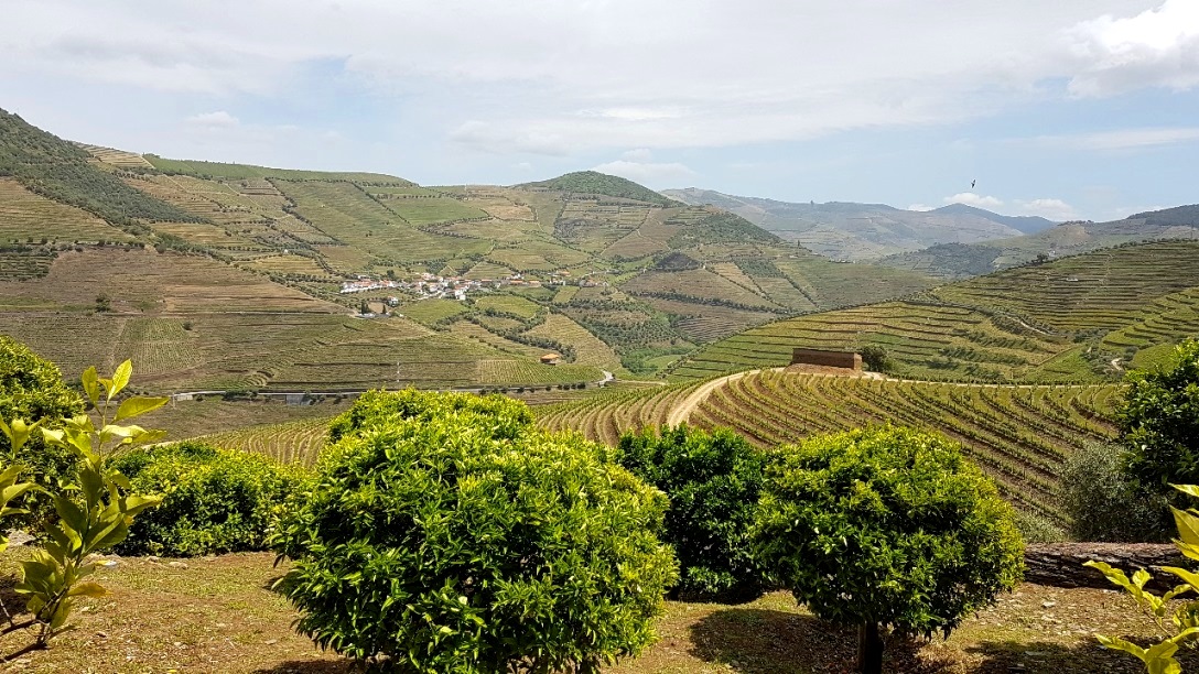 Blick in die Weinberge der Umgebung