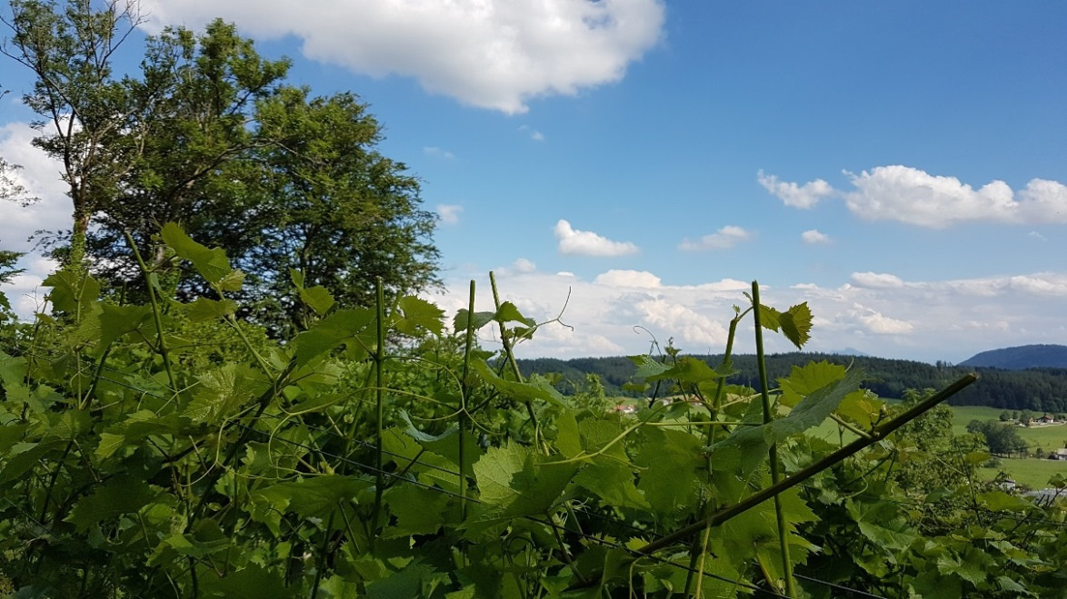 Gekürzte Triebspitzen