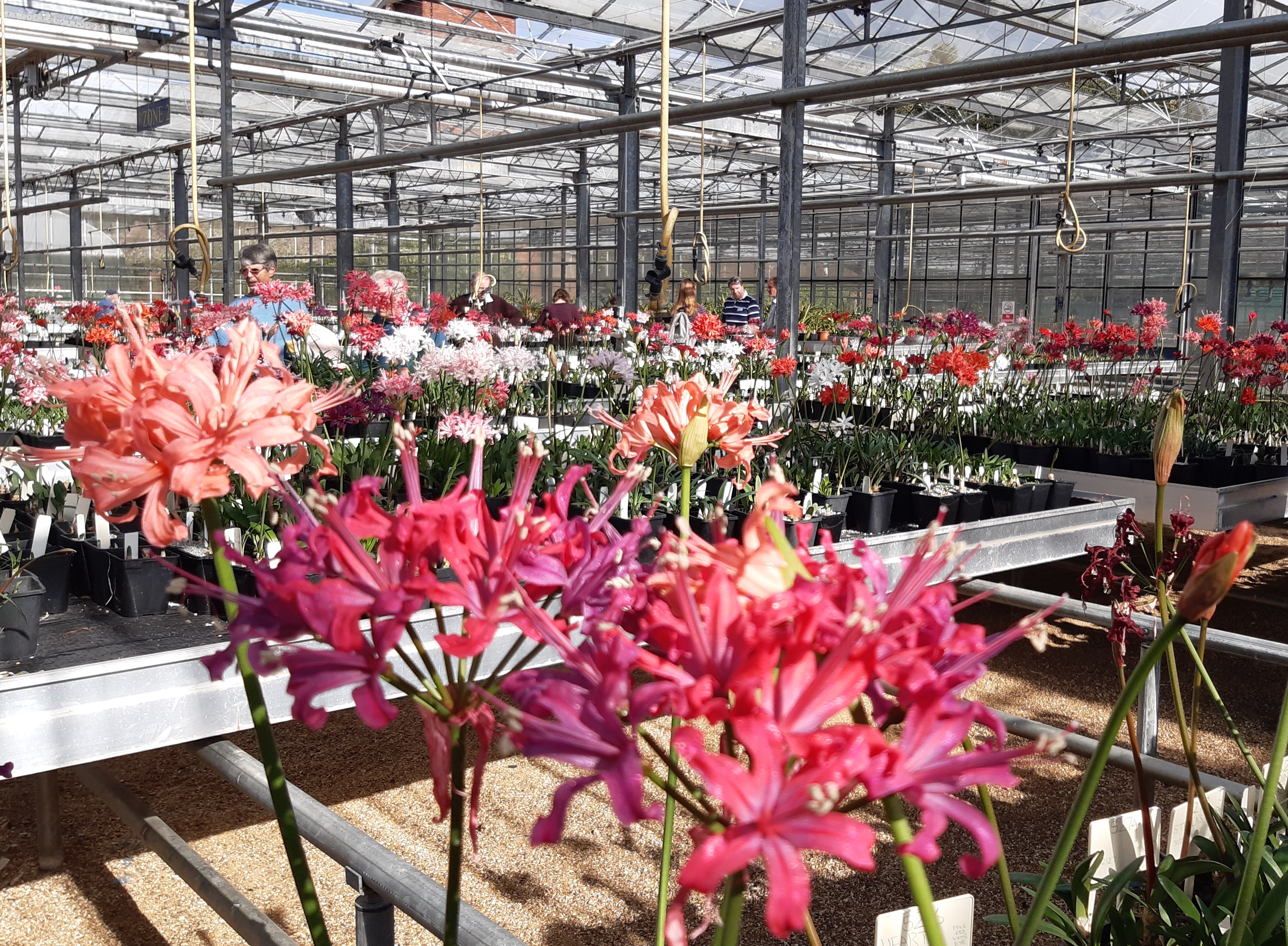 Members viewing the beautiful Nerine blooms in the glasshouse.
