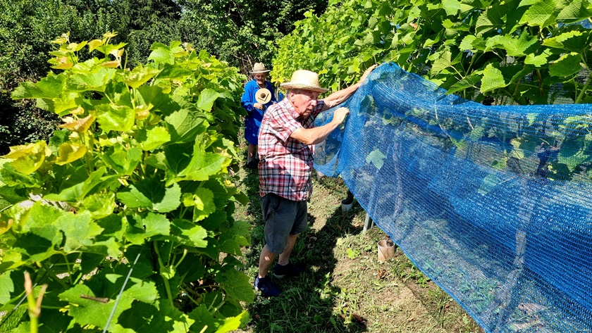 Die Schutznetze werden angebracht.
