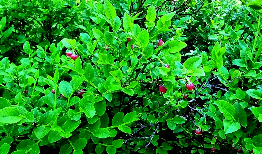 Junge Heidelbeeren