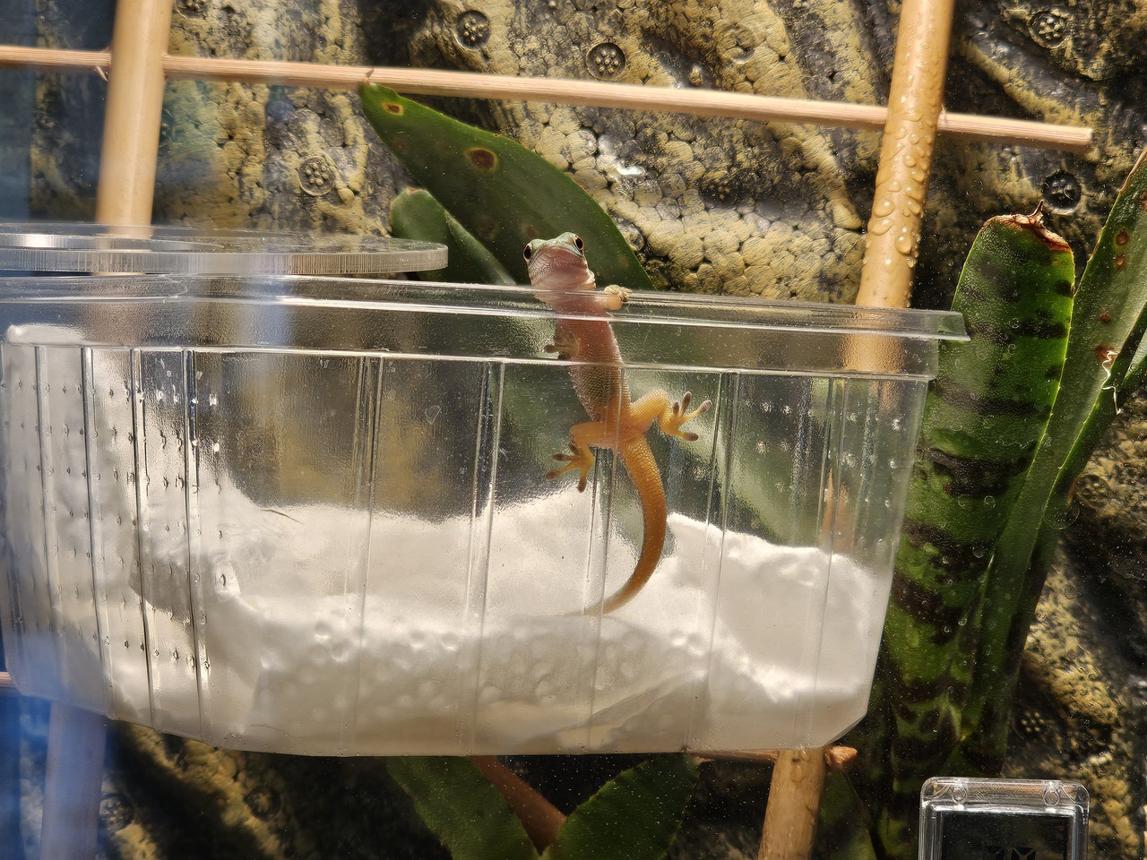 Grisu geboren am 3.5.2025