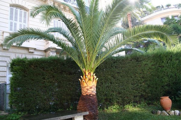 Taille palmier Phoenix : après la taille