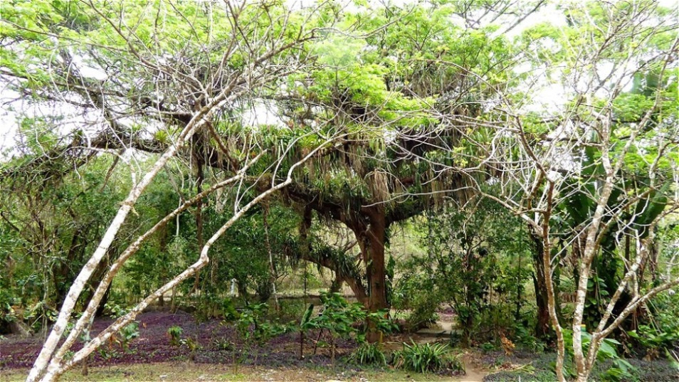 Mächtige Erscheinung im Naturreservat - der Samaan Baum !