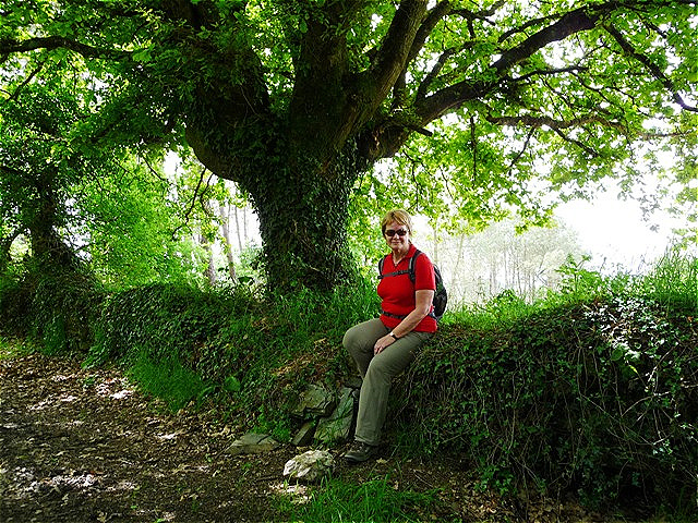 Auf einer von Efeu umrankten Steinmauer