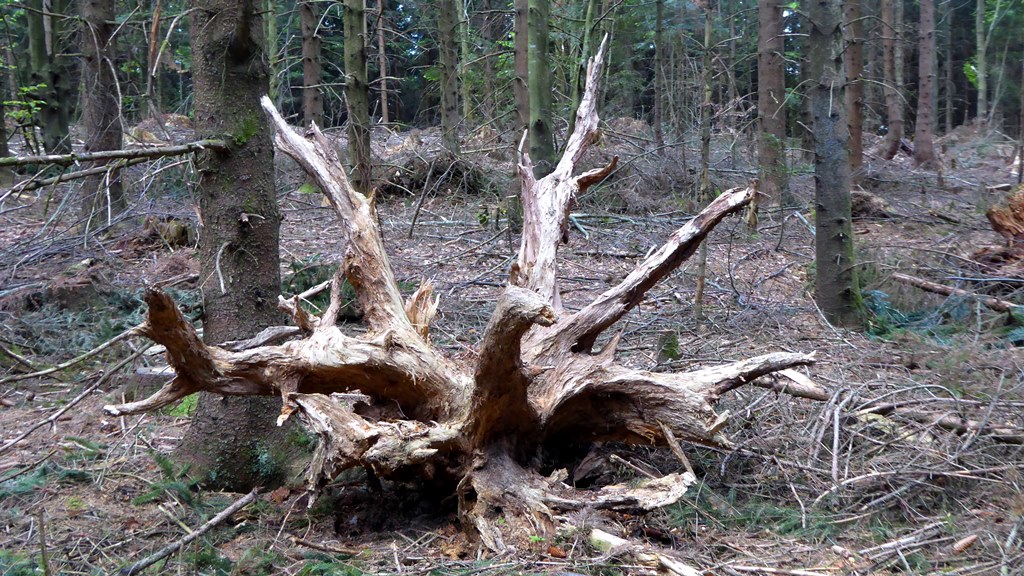 Wurzelstock einer Fichte