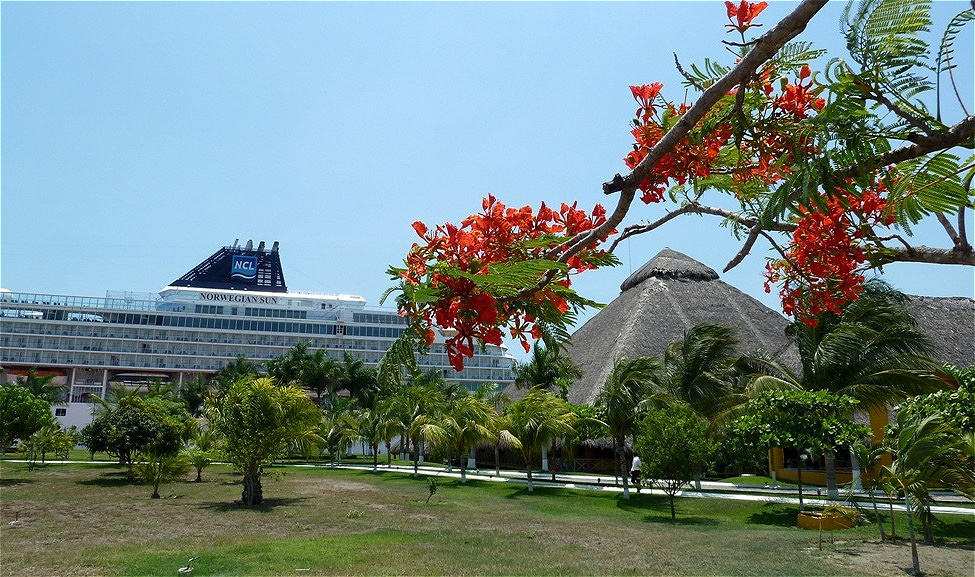 Schöne Parkanlage im Hafenbereich
Blühender "Flame Tree".