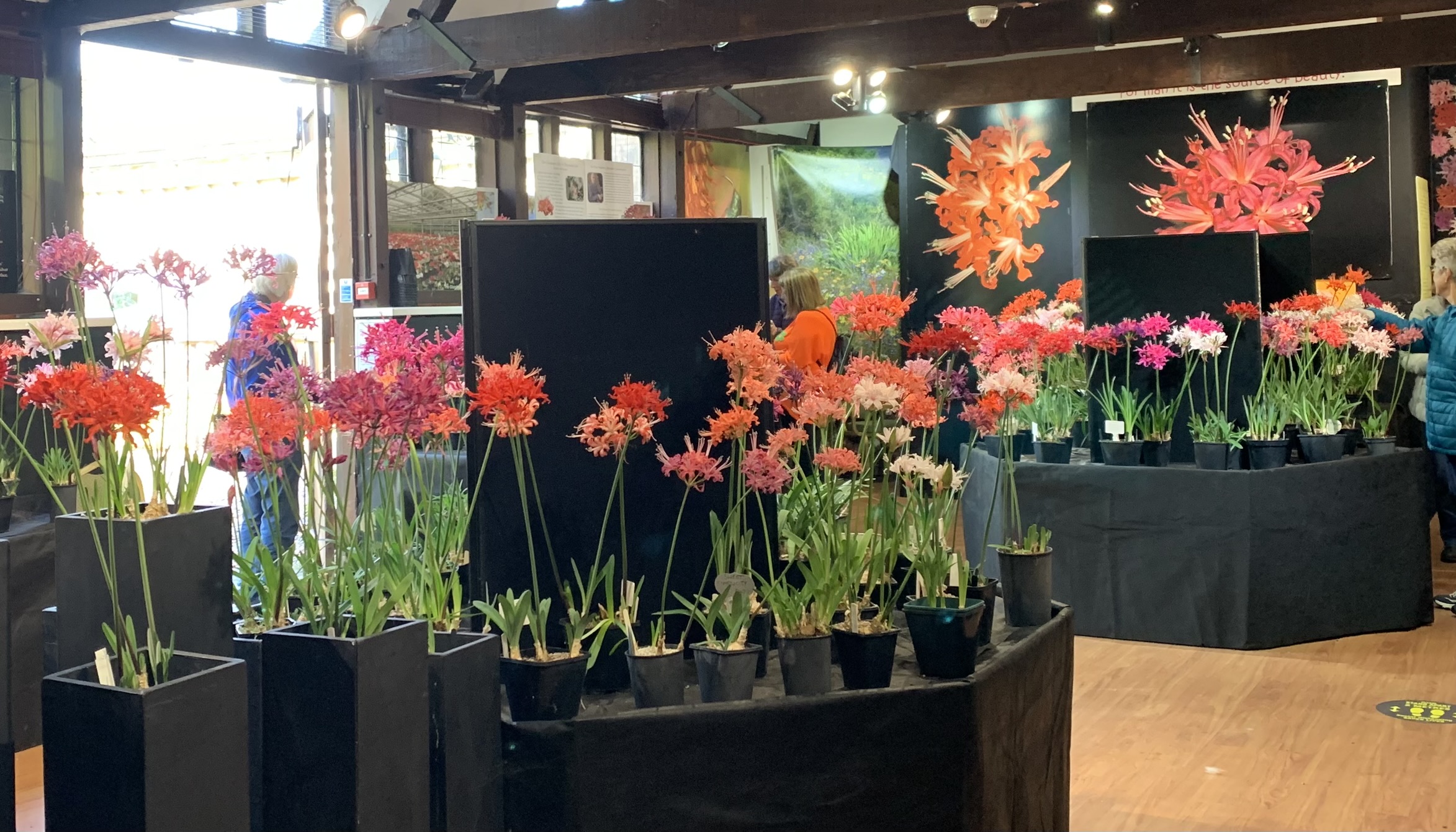 Visitors to The Five Arrows Gallery are greeted at the entrance by a beautiful display of Nerine Sarniensis. 