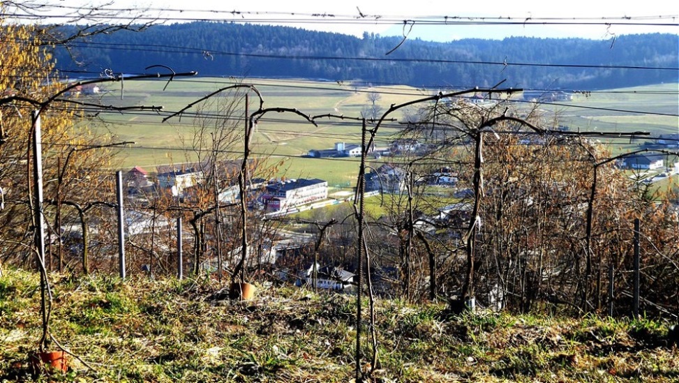 10. März  -  Winterschnitt