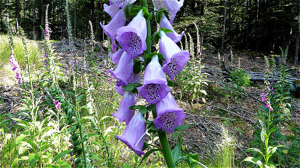 Schön gezeichnete Blüten