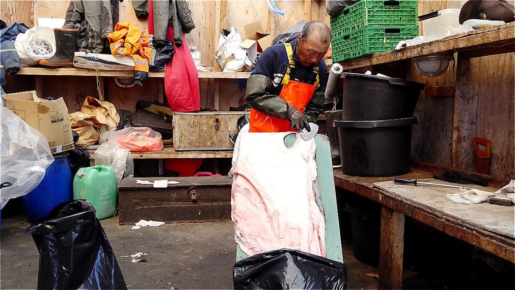 Das Robbenfell wird gesäubert - das Fettgewebe wird mit einem scharfen Messer abgetragen !