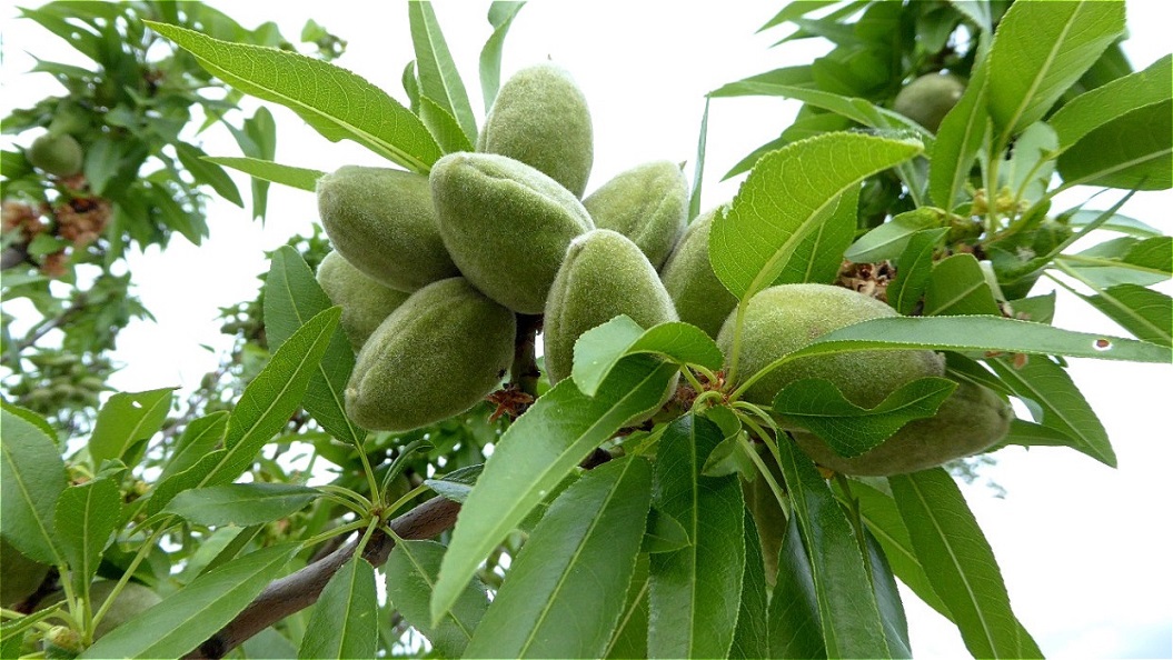 Am Ufer wachsen Mandelbäume