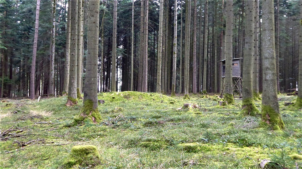 Hallstattzeitlicher Grabhügel - Ansicht von Norden
