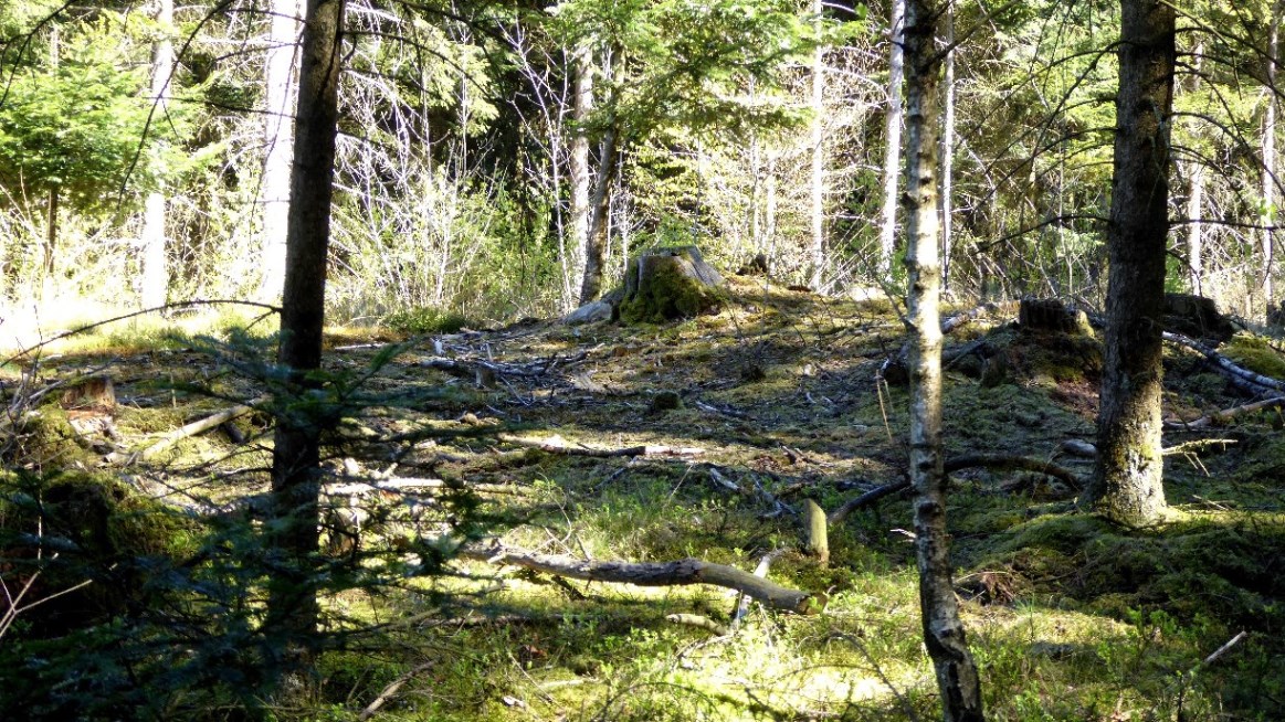 Eichwald bei Steinrödt - Hügelgrab 2