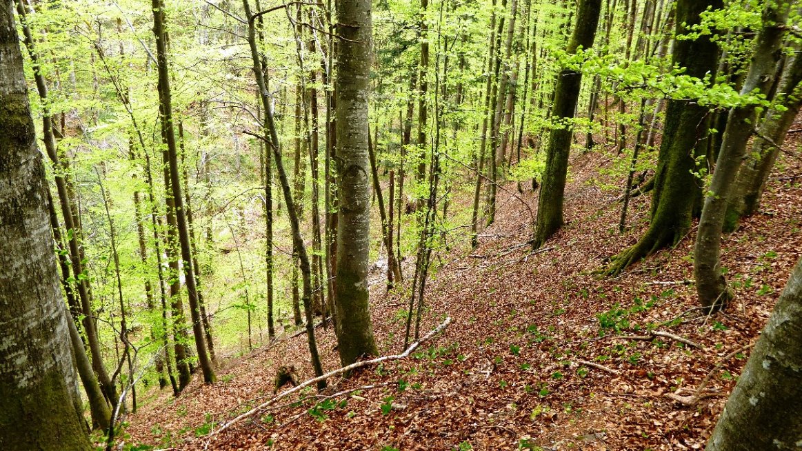 Ein steiler Graben schützt die gesamte Seite der Anlage von Osten nach Süden