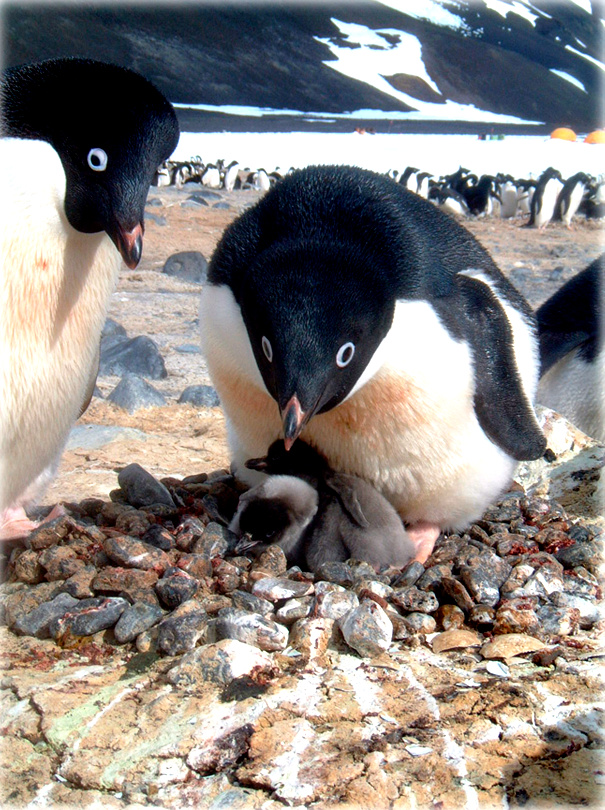 Adeliepinguine