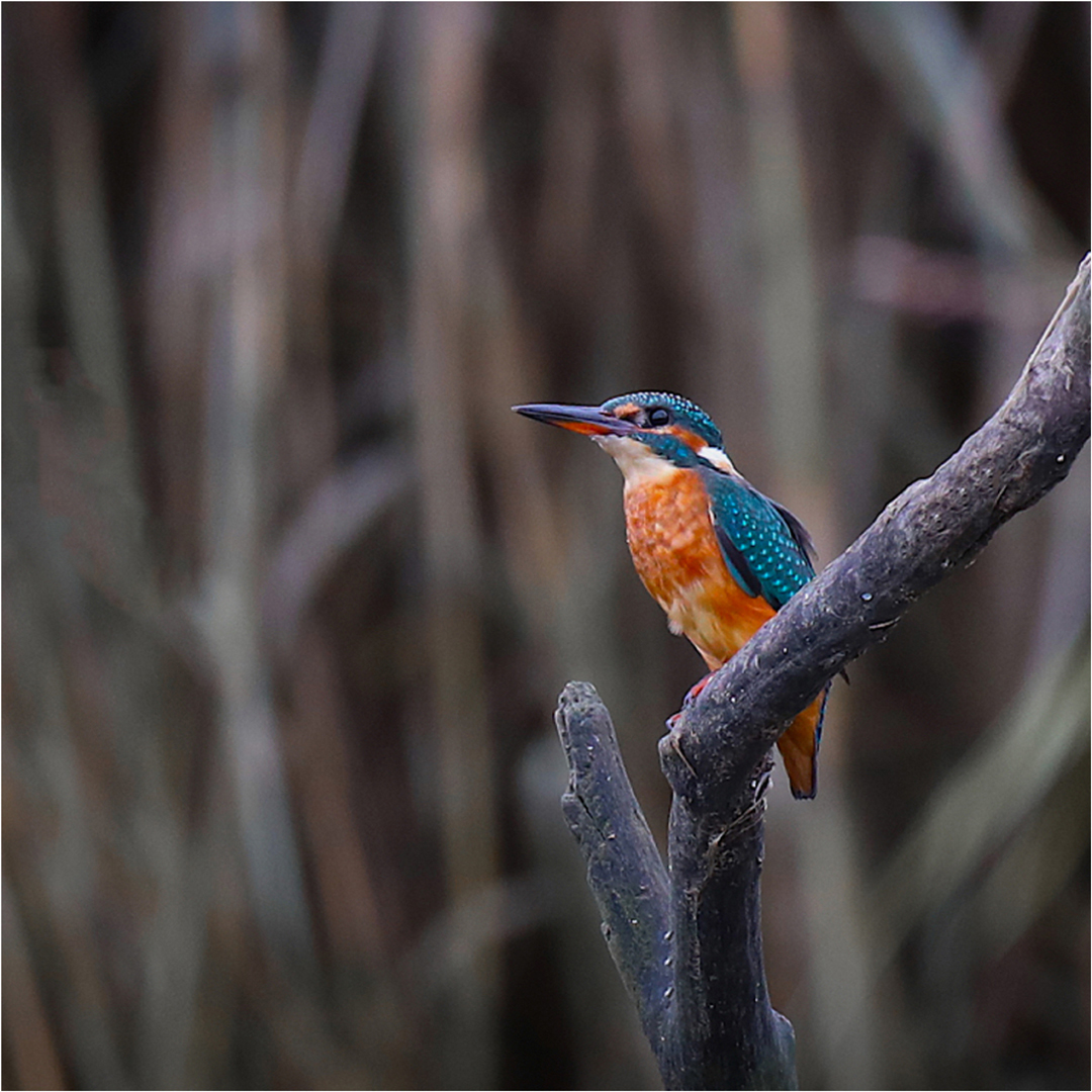 Highly Commended: A Splash of Colour (Bill Roberts)