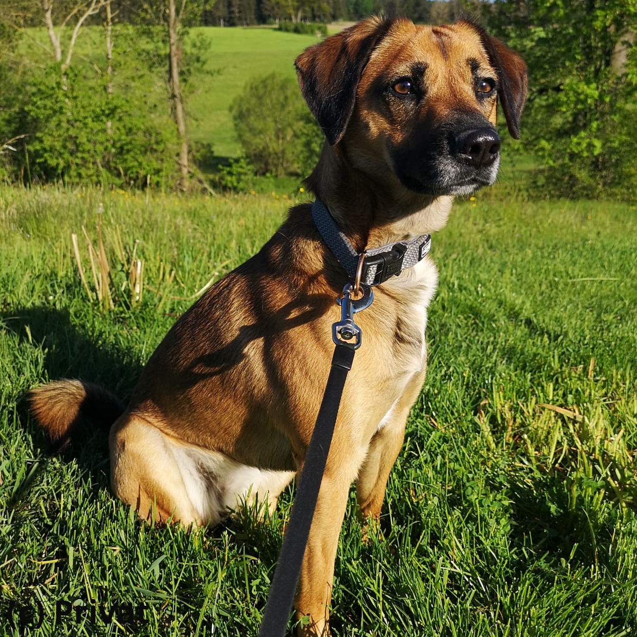 ...Aufpasserin am Lande "Amber"