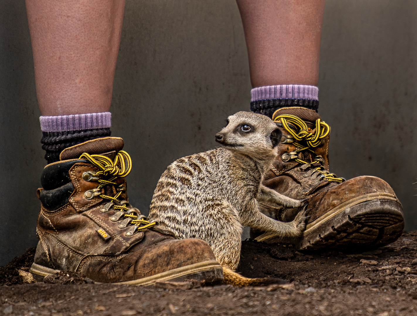 Highly Commended: Do You Have These In A Size 4 (Phil Talbot)