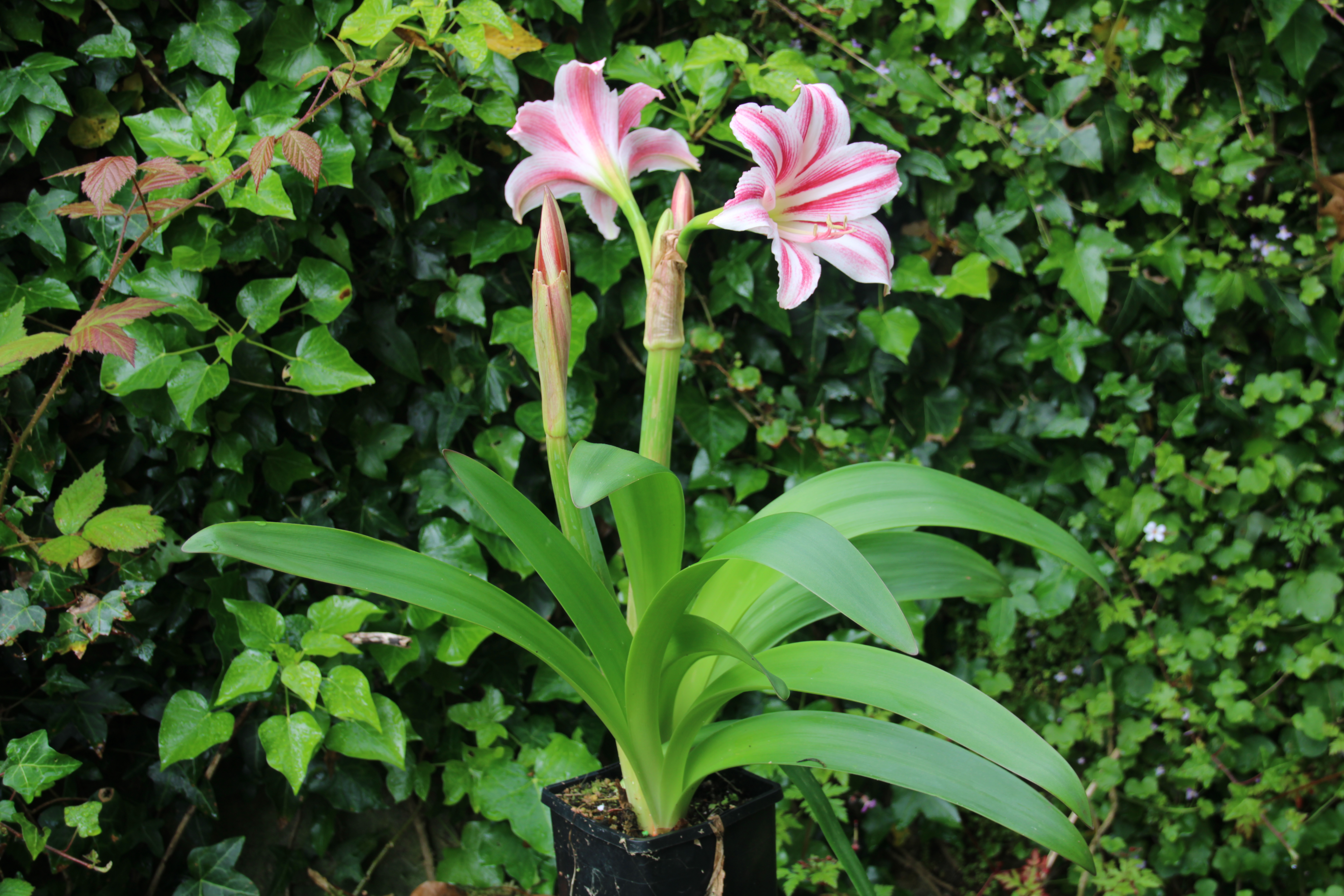 16. Hippeastrum Santa Fe	