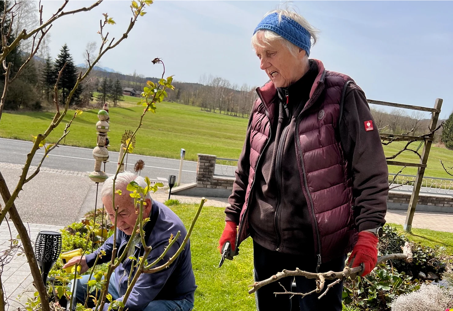 Rosenschnitt im Frühjahr. 