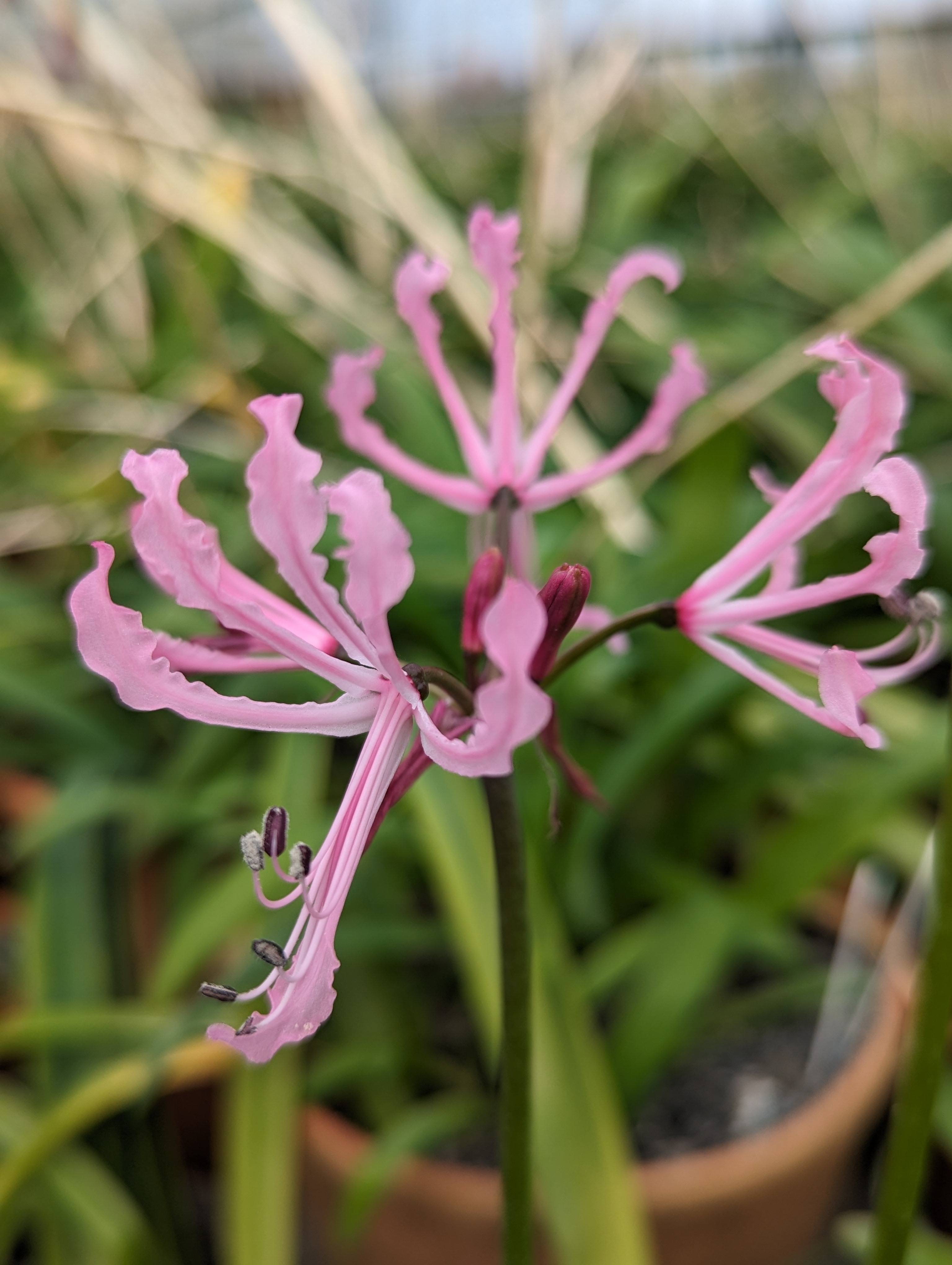 2. Nerine flexuosa	