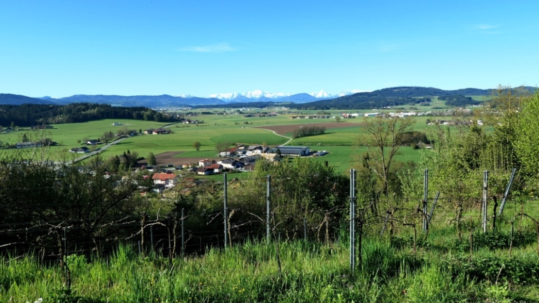 9. Mai 2021 - Weingarten auf der Burgstall