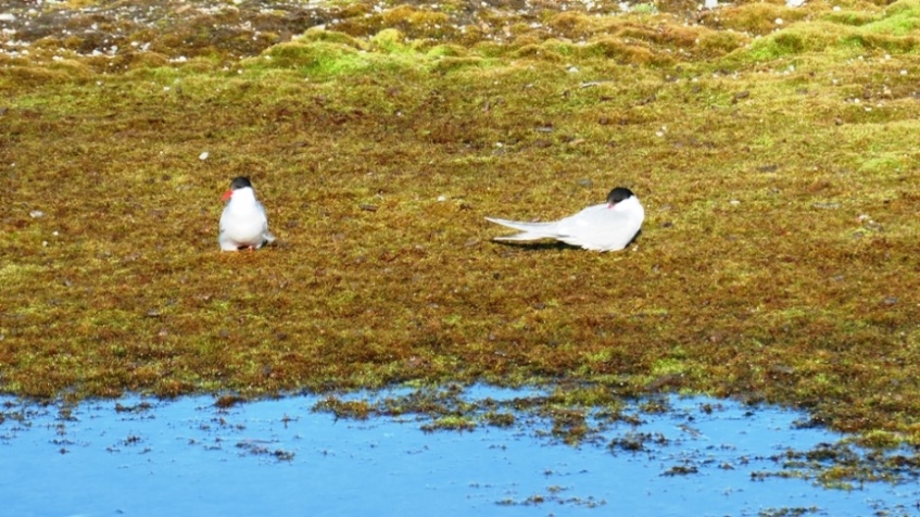 Seeschwalben brüten am Boden