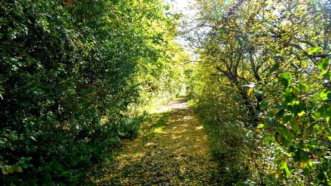 Auf dem Sträucherweg